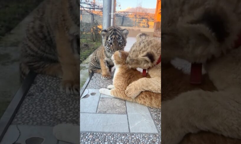 Cuteness overload cubs | baby #tiger #lion #cat #cheetah #leopard