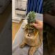 Cutest Animals That Will Melt Your Heart! 🐶🐱 | Adorable Animal Compilation 2025 #animals #shorts