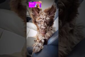 Cutest Dogs 😍 #tiktok #anmals #funnydog #dog #funny #shortvideo #sonic #shorts #funnyvideo