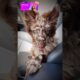 Cutest Dogs 😍 #tiktok #anmals #funnydog #dog #funny #shortvideo #sonic #shorts #funnyvideo