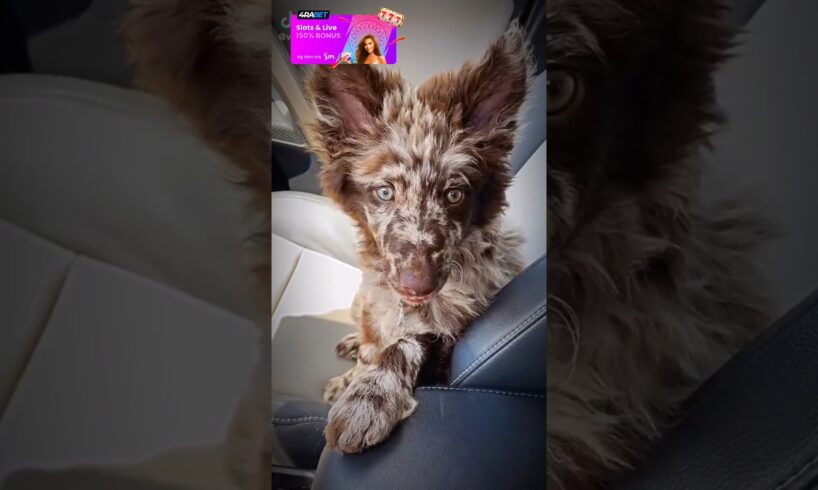 Cutest Dogs 😍 #tiktok #anmals #funnydog #dog #funny #shortvideo #sonic #shorts #funnyvideo