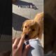 Cutest Puppies Doing Hilarious Activity | Must-See Pet Moments #4 @ShivasPetflix