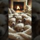 Cutest Puppies Ever Getting Cozy! 🐶🛏️ #shorts #dog #cute #usa