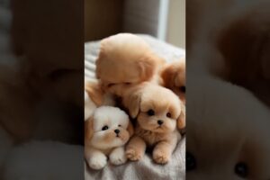 Cutest Puppies Ever Playing for the First Time! Try Not to Smile! #usa #dog #puppies #cute #usa