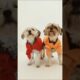 Cutest Puppies Ever! #shorts #shortvideo #puppy #cutedog #CuteAnimalvideos #viralvideo #trending