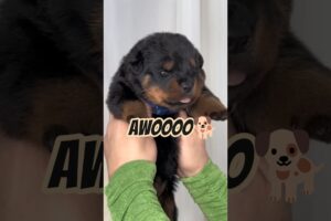 Cutest Puppies Howling Ever! 🐶🎤😂 You’ll MELT from Cuteness! 💖 | Must Watch! 🔥 #puppies #howling