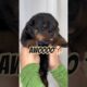 Cutest Puppies Howling Ever! 🐶🎤😂 You’ll MELT from Cuteness! 💖 | Must Watch! 🔥 #puppies #howling