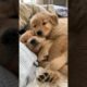 Cutest Puppies      #cute #comment #like#puppy #share   #trending