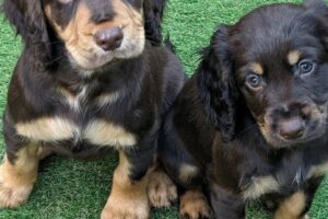 Cutest Puppies with Mum