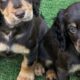 Cutest Puppies with Mum