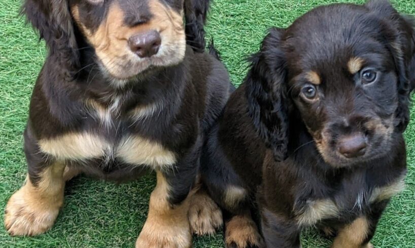 Cutest Puppies with Mum
