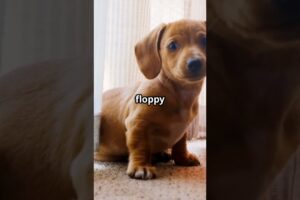 "Cutest Puppy Howl Ever 🐶✨ | Baby Pup’s First Howl Fail!"