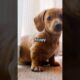 "Cutest Puppy Howl Ever 🐶✨ | Baby Pup’s First Howl Fail!"