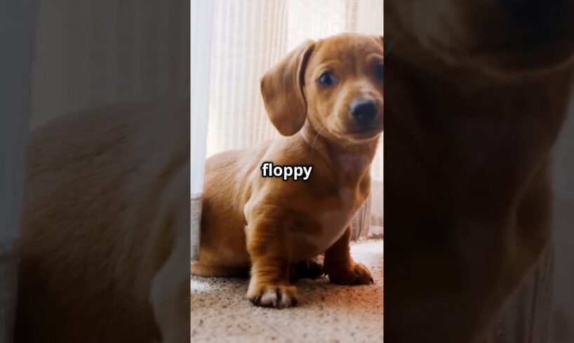 "Cutest Puppy Howl Ever 🐶✨ | Baby Pup’s First Howl Fail!"
