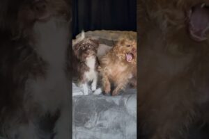 Cutest puppies in the world #puppy #doggielife #theschweenieschweeties