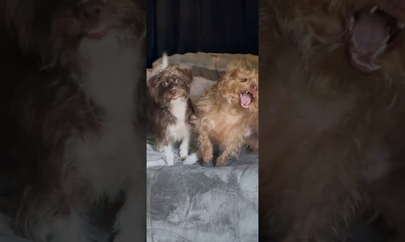 Cutest puppies in the world #puppy #doggielife #theschweenieschweeties