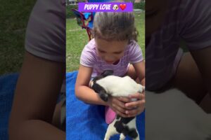 Cutest puppies you EVER  seen  OMG ready for a new home ❤️#bostonterrier #puppylove