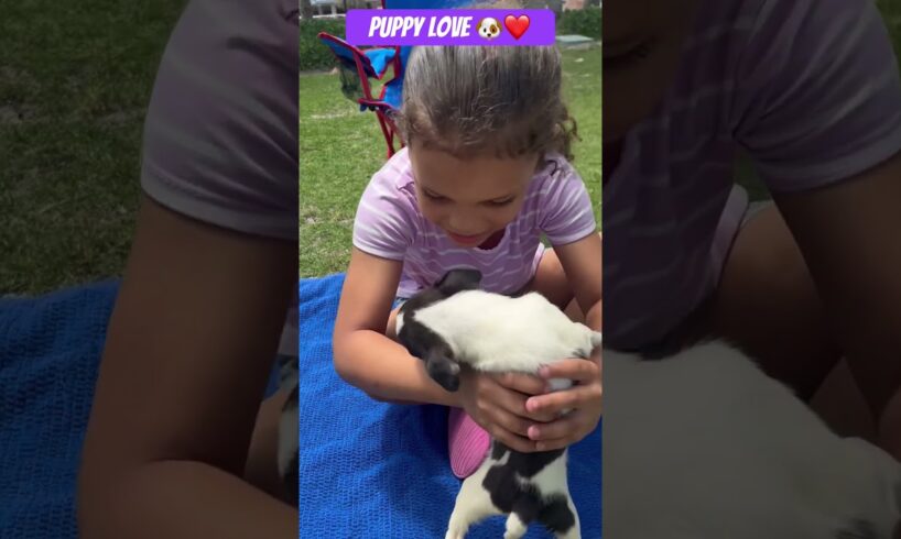 Cutest puppies you EVER  seen  OMG ready for a new home ❤️#bostonterrier #puppylove