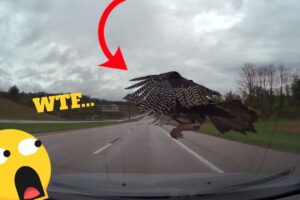 Dashcam Disaster Compilation – Real Footage from the Road ! 🤯