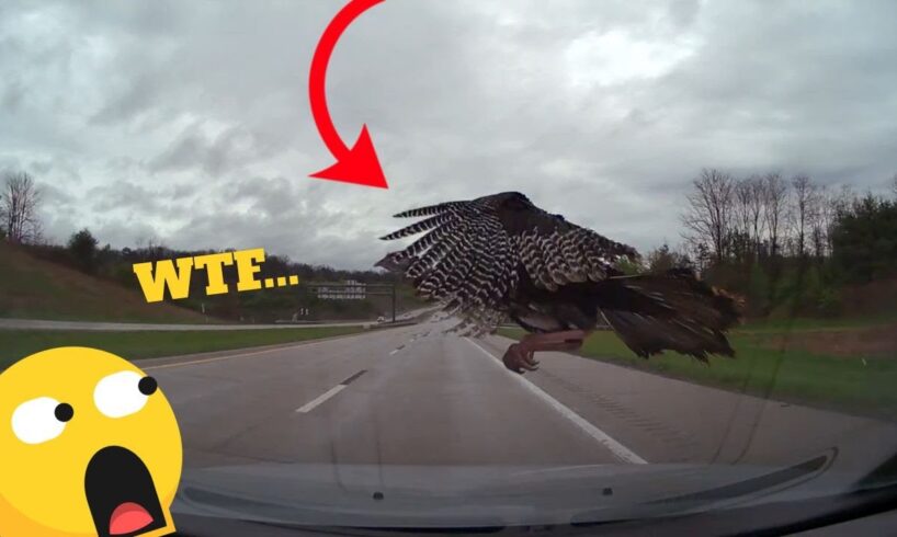 Dashcam Disaster Compilation – Real Footage from the Road ! 🤯