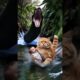 Deadly Jungle। Baby in Danger। Cat’s Last Hope #animals #rescue #viralcats  #shortsfeed #shorts
