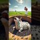 Deadly Mistakes Made During Animal Rescues