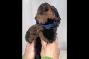Do You Want to See Cute Puppies Trying to Speak ?🐾💓