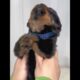 Do You Want to See Cute Puppies Trying to Speak ?🐾💓
