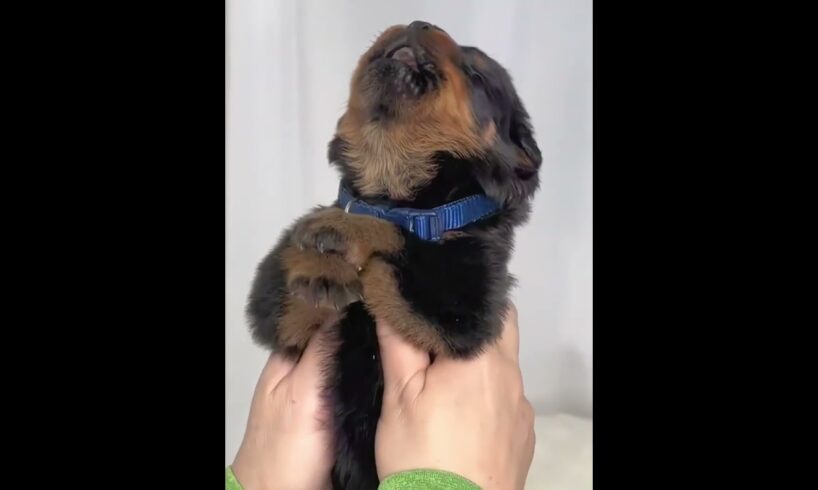 Do You Want to See Cute Puppies Trying to Speak ?🐾💓