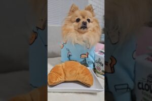 Do u like these cute puppies?🥺🐶🐾❤️ #pomeranian #dog #shorts