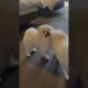 Do you like American or British style?Pomeranian, Pomeranian baby, silly puppy, cute dog
