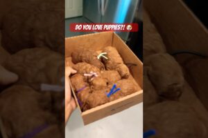 Do you love puppies?! #puppy #cute #pets #toypoodle #poodlepuppy #shorts #viralvideo