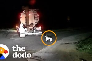 Dog Dumped by Road Becomes Best Friends with Her New Baby Sister | The Dodo