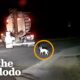 Dog Dumped by Road Becomes Best Friends with Her New Baby Sister | The Dodo
