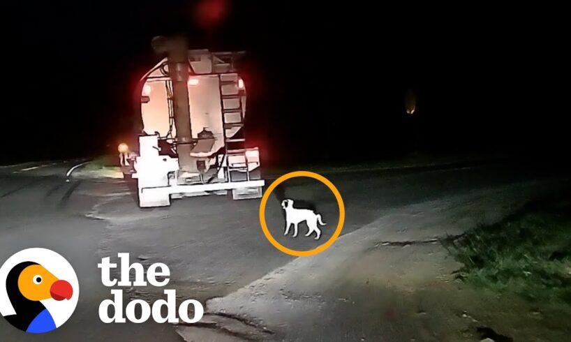 Dog Dumped by Road Becomes Best Friends with Her New Baby Sister | The Dodo