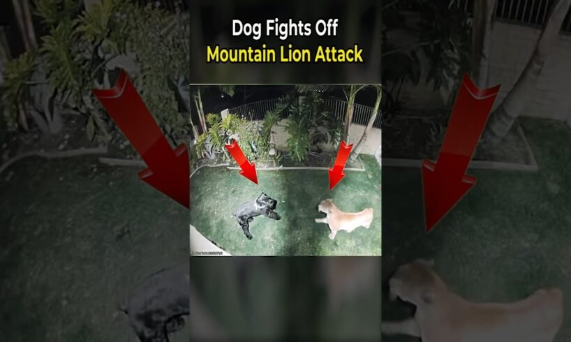 Dog Fights Off Mountain Lion Attack
