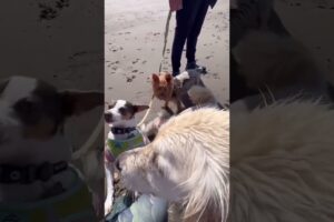 Dog Is My Real Hero || #doglover #cute #pets #animal #trending #shorts #status #video