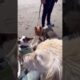 Dog Is My Real Hero || #doglover #cute #pets #animal #trending #shorts #status #video