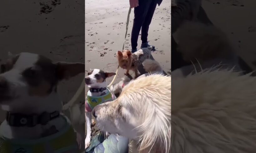 Dog Is My Real Hero || #doglover #cute #pets #animal #trending #shorts #status #video