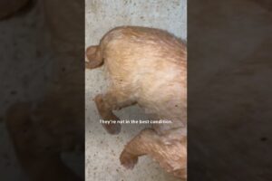 Dog Leads Rescuers To Her Puppies Deep In Jungle | The Dodo