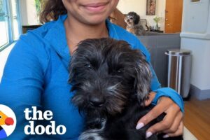 Dog Rescued From LA Fires Conquers His Biggest Fear | The Dodo