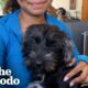 Dog Rescued From LA Fires Conquers His Biggest Fear | The Dodo