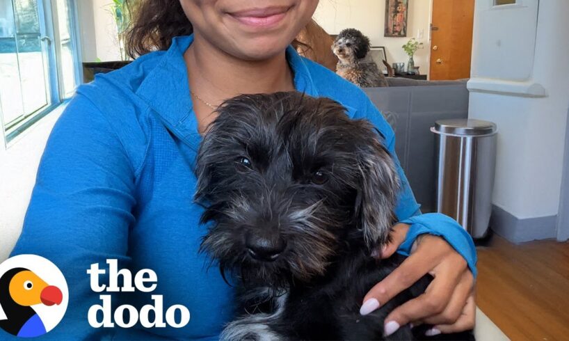 Dog Rescued From LA Fires Conquers His Biggest Fear | The Dodo