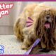 Dog With WAY Too Much Fur Gets The Biggest Haircut EVER!! | Dodo Kids | All Better