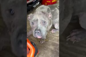 Dog cried for help at the door