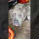 Dog cried for help at the door