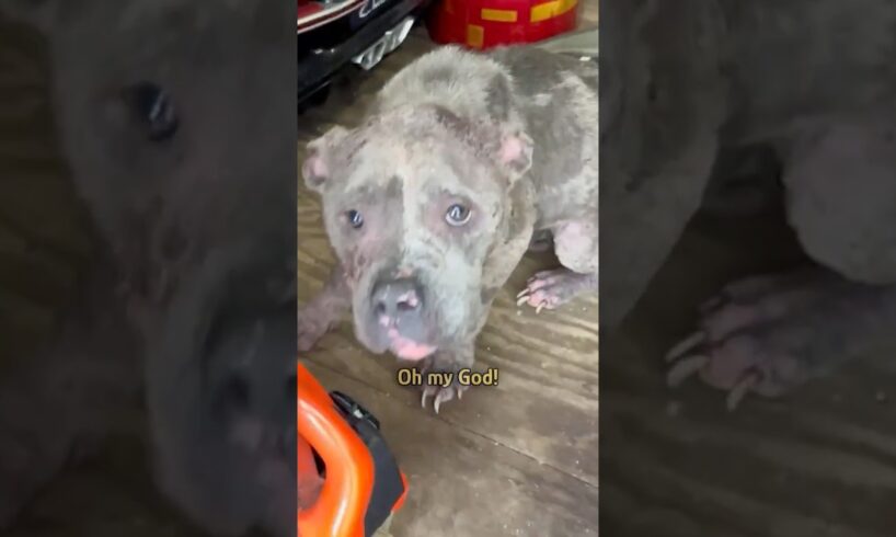 Dog cried for help at the door