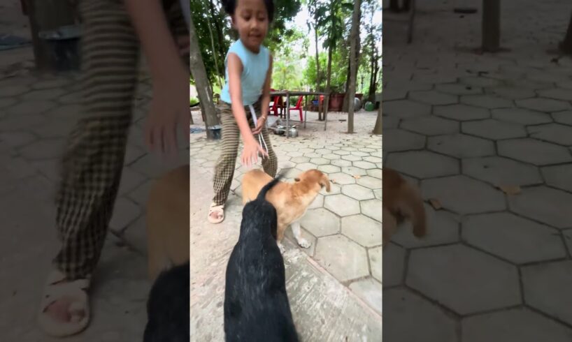 Dog 🐕 playing #cuteanimals #dog #animals #puppy #love #smartdog