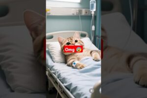 Dog saves a cat from a furious human being #shorts #shortsviral #dog