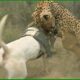 Dog's Unbelievable Escape from Deadly Leopard and Jaguar Encounter | Animal Fighting